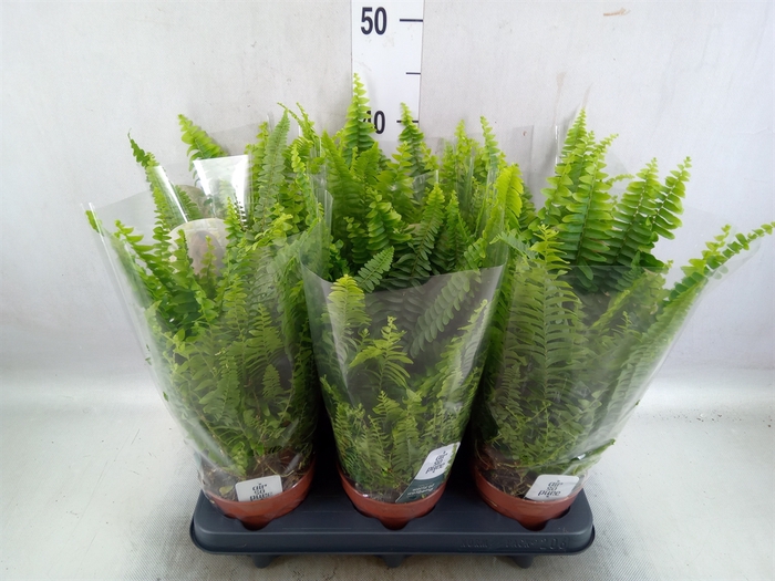 <h4>Nephrolepis exal. 'Green Lady'</h4>