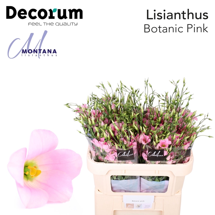 <h4>Lisianthus Botanic pink 60cm</h4>