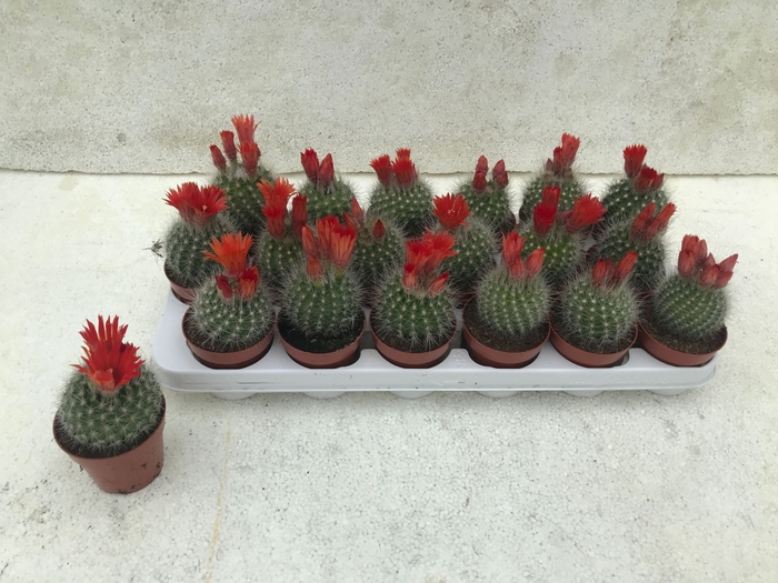 <h4>Cactus bloeiend</h4>