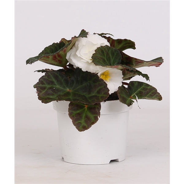<h4>Begonia tuberhybride (white)</h4>