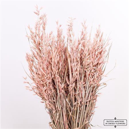 <h4>Dried Avena X5 Frosted L. Pink Bunch</h4>