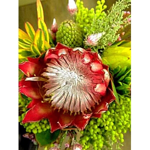 Bqt - 1 Madiba single flower bouquet