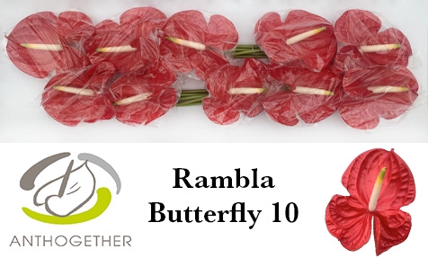 <h4>ANTH A RAMBLA BUTTERFLY 10</h4>