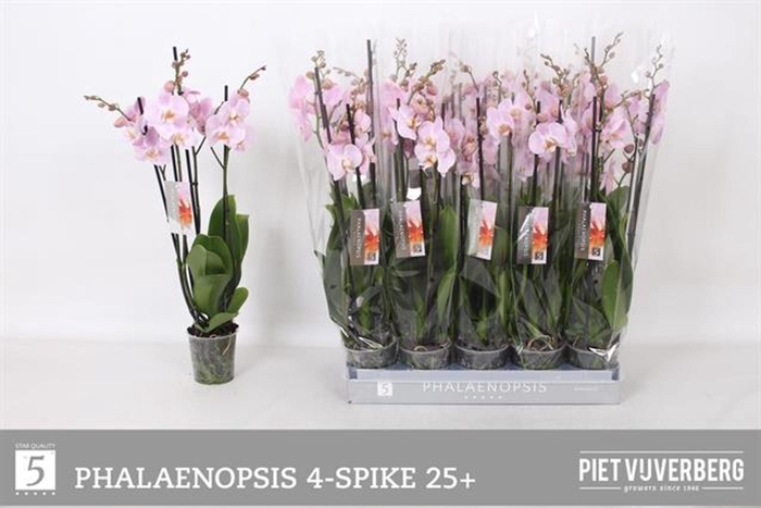 <h4>Phalaenopsis overig</h4>