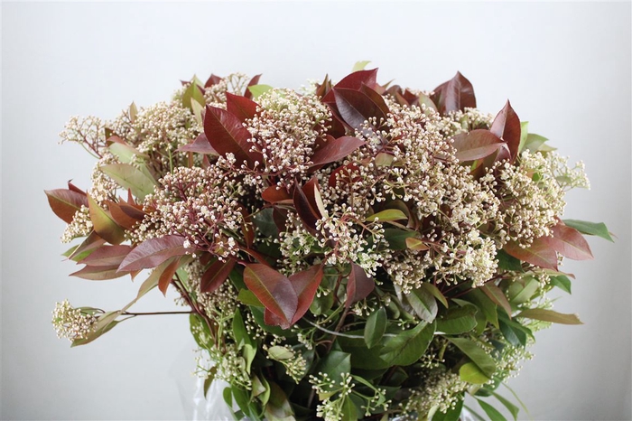 <h4>Photinia Red Robin Flower P Bunch</h4>