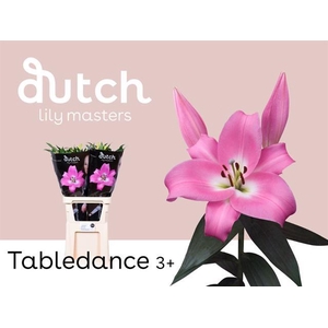 Lilium or tabledance