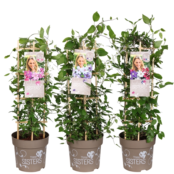 <h4>Clematis hybriden Three Sisters® P23</h4>