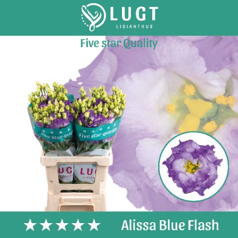 <h4>Lis G Alissa Blue Flash</h4>