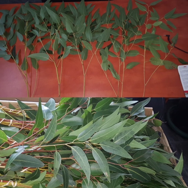 Eucalyptus Lacet