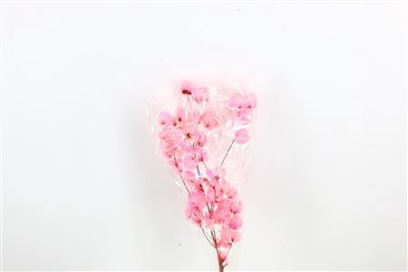 <h4>Dried Bougainvillea 55cm Baby Pink Bunch</h4>
