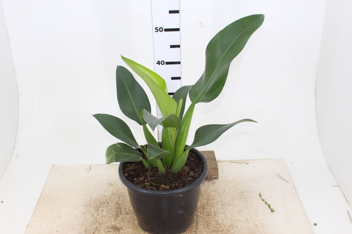 PHILODENDRON PACOVA P24