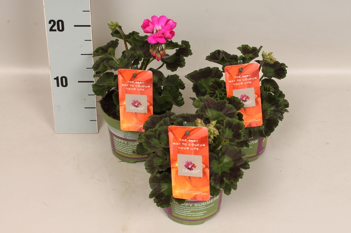 Pelargonium Calliope Dark Rose