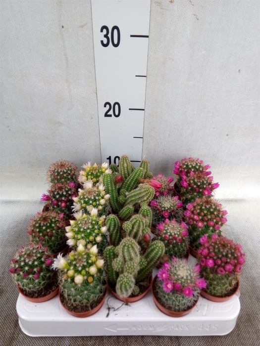 <h4>Cactus   ...flowering mix</h4>