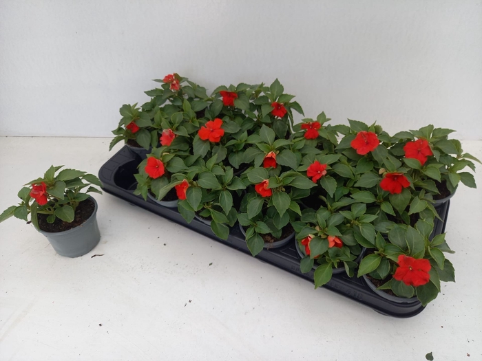 <h4>Impatiens (Wal. Deco Red</h4>