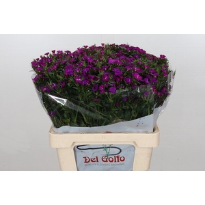 Dianthus Ba Neon Purple