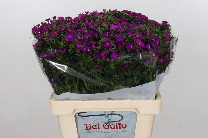 Dianthus Ba Neon Purple
