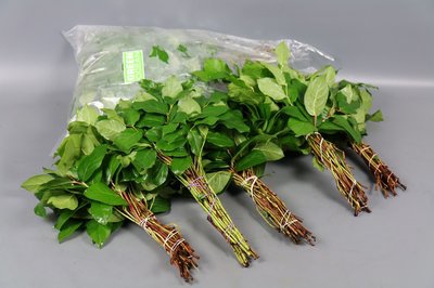 Leaf salal tips 5 bunch per bag
