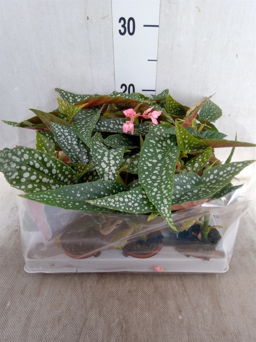 <h4>Begonia maculata</h4>