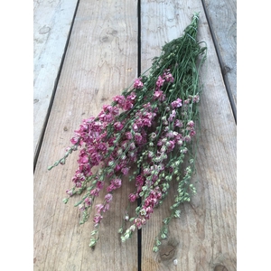 DRIED DELPHINIUM PINK EXTRA BUNCH