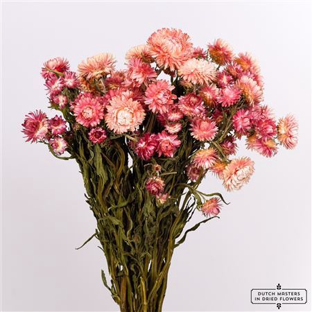 <h4>Dried Helichrysum Pink Bunch</h4>