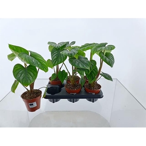 Philodendron Mamei 12Ø 30cm
