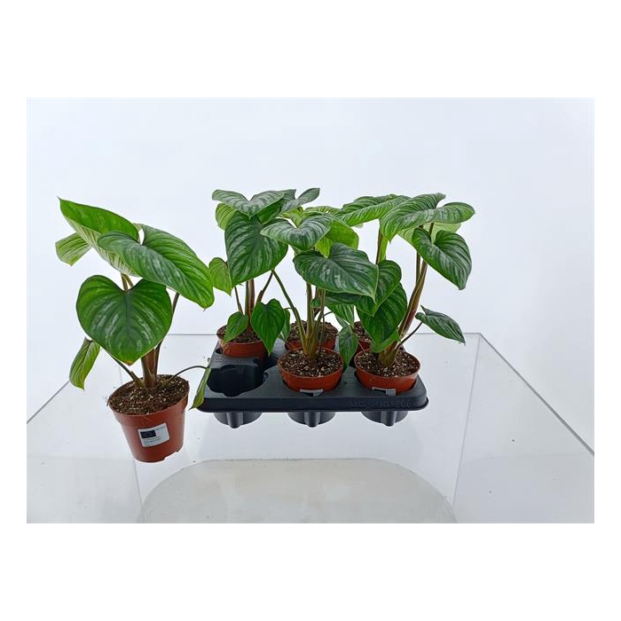 <h4>Philodendron Mamei 12Ø 30cm</h4>