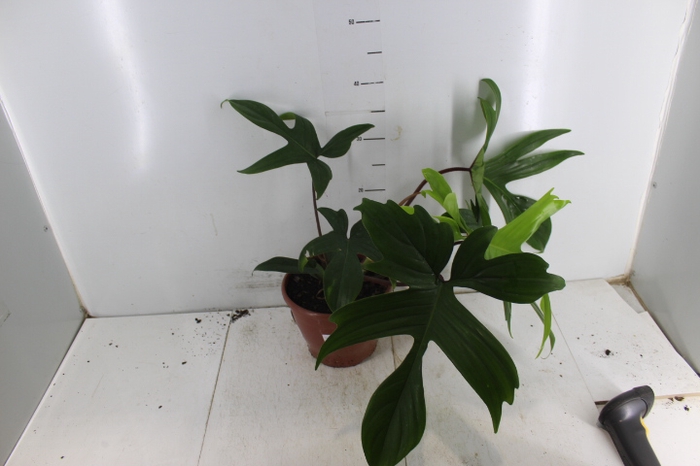 PHILODENDRON FLORIDA P19