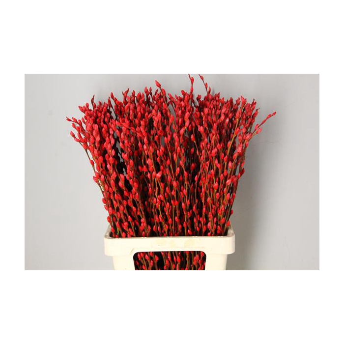 <h4>Salix Snowflake 70cm Red</h4>
