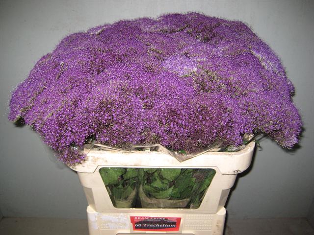 Trachelium purple lake michigan