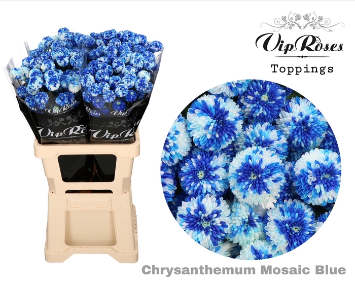 <h4>Chrys sp paint mosaic dark blue</h4>