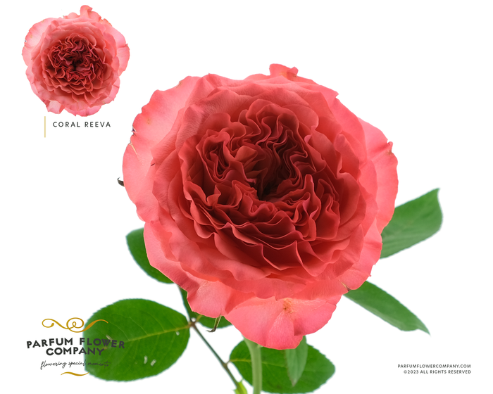 Rosa Garden Coral Reeva