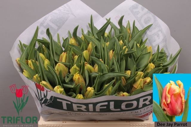 <h4>Tulipa (Par. Dee Jay Parrot</h4>