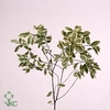 Leaf pittosporum tenuifolium