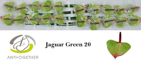 <h4>ANTH JAGUAR GREEN 20</h4>