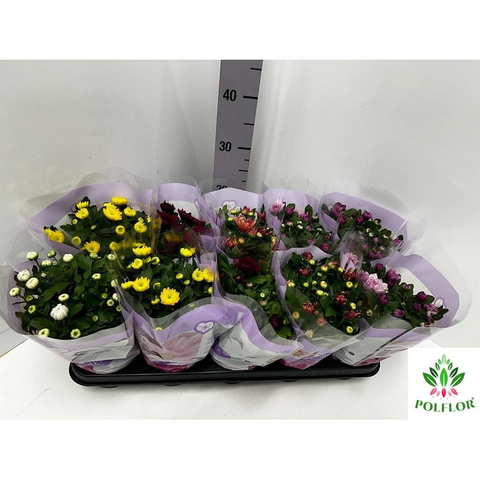 <h4>Chrysanthemum mix double flowers 12Ø 26cm 3pp</h4>