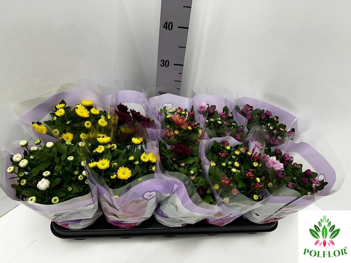 Chrysanthemum mix double flowers 12Ø 26cm 3pp