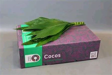 <h4>Cocos Xx-large Green Ocean</h4>