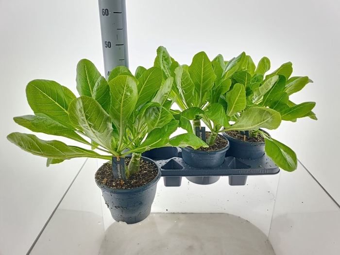 <h4>Overig groe. Brighamia insignis Haw</h4>
