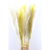 Dried Cortaderia Spring Mix 140cm P Stem