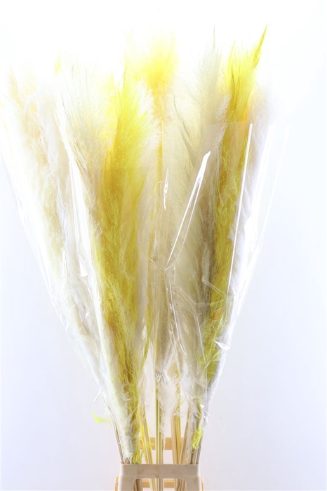<h4>Dried Cortaderia Spring Mix 140cm P Stem</h4>