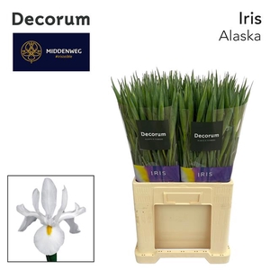 Iris Alaska