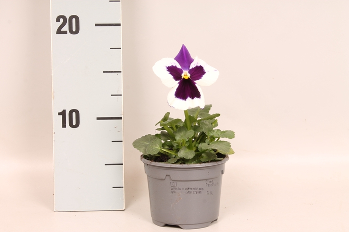 Viola wittrockiana F1 White with Purple Wing