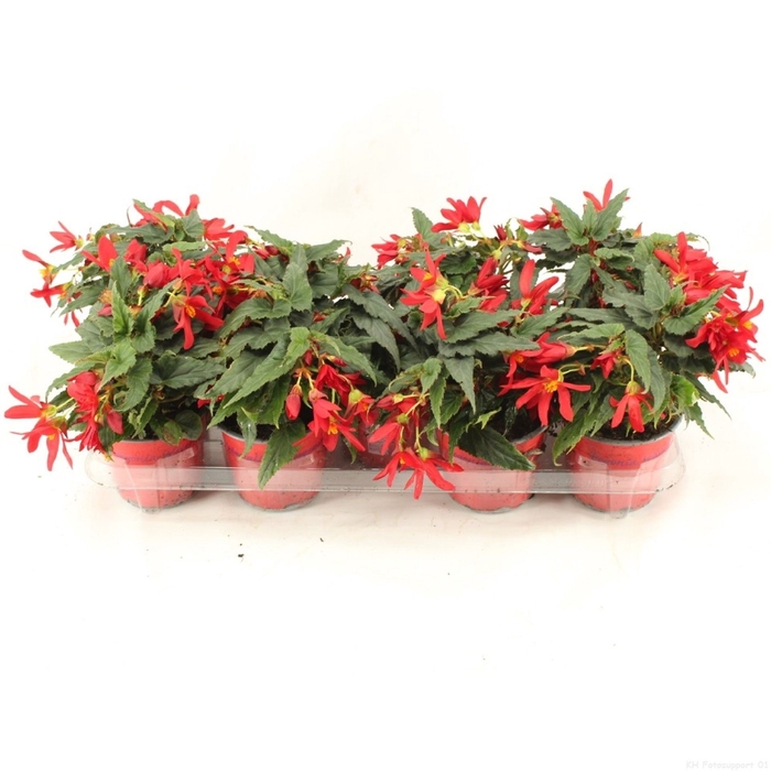 <h4>Begonia Beauvilia Red</h4>