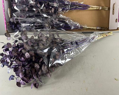 <h4>Df Lunaria Bs Purple</h4>