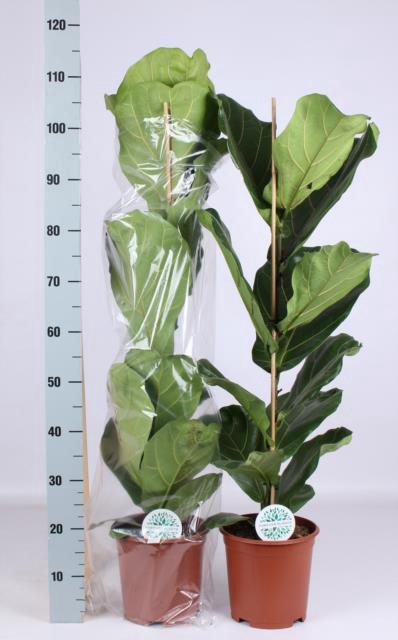 Ficus Lyrata 21Ø 110cm