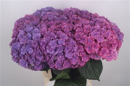 <h4>Hydr M Royal Anastacia Purple</h4>