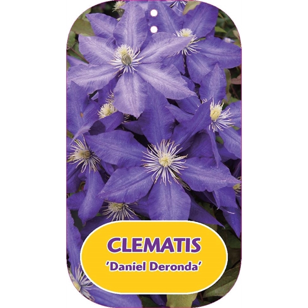 <h4>Clematis 'Daniel Deronda'</h4>