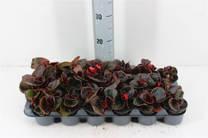 <h4>Begonia Semperflorens Grp Rood P9</h4>