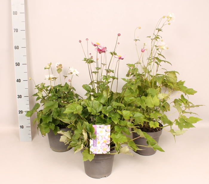 vaste planten 19 cm  Anemone Divers