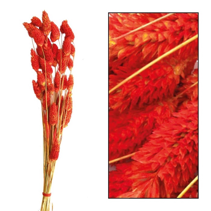 DRIED FLOWERS - PHALARIS RED-BROWN 50gr